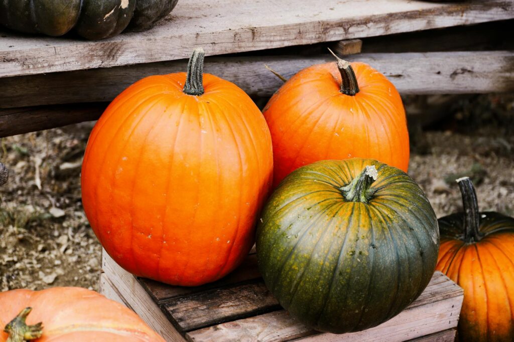 fresh harvested pumpkins on rustic farm display